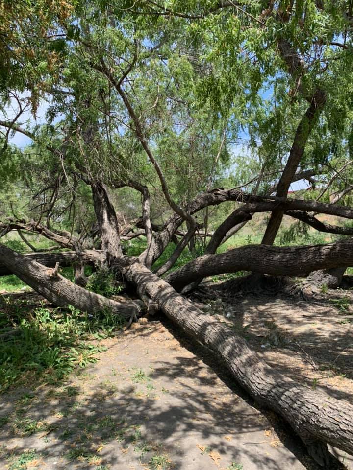 Tangled branches line the walking trail in Deforest Wetlands.
